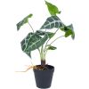 Artificial plant GREENLAND H40cm, Alocasia