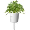 Click & Grow Smart Garden refill Кресс-салат 3 штуки