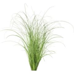 Click & Grow Smart Refill Ornamental Grass 3pcs