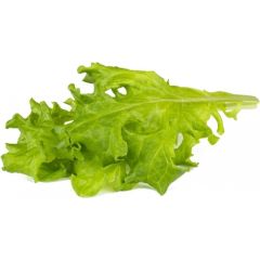 Click & Grow Smart Refill Oakleaf Lettuce 3pcs