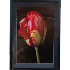 Wall art PICTURE LAND framed 50x70cm, tulip