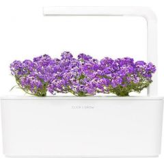 Click & Grow Smart Garden refill Sweet Alyssum 3pcs