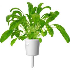 Click & Grow Smart Garden uzpilde Mibuna 3gb.