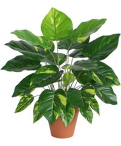 Зеленое растение DIEFFENBACHIA, H45см, черный горшок