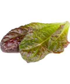 Click & Grow Smart Refill Красный салат-латук 3 шт.