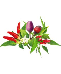 Click & Grow Plant Pod Chili Pepper Mix 9pcs