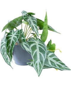 Artificial plant GREENLAND H15cm, alocasia