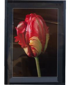 Wall art PICTURE LAND framed 50x70cm, tulip