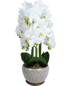 Orchid IN GARDEN H72cm grey pot