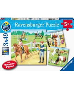 Ravensburger Puzzle 3x49 pc Horses