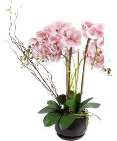 Orchid GARDEN QUEEN H68cm, light pink