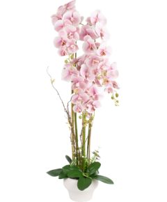 Orchid GARDEN QUEEN H124cm, light pink