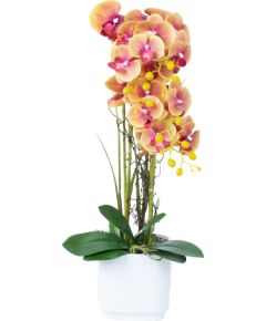 Orchid GARDEN QUEEN H65cm, yellow