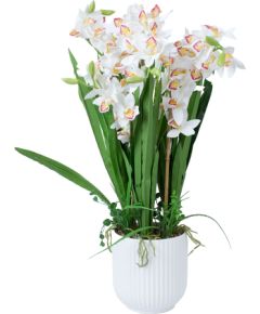 Orchid GARDEN QUEEN H75cm, white