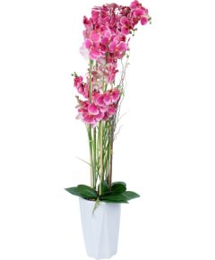 Orchid GARDEN QUEEN H132cm, pink