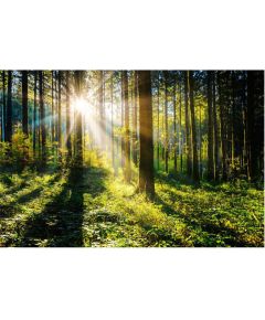 Foto glezna 80x120 Sunny Forest