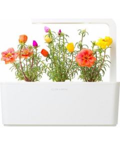 Click & Grow Smart Garden refill Moss Rose 3 шт