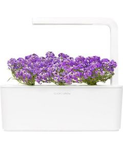 Click & Grow Smart Garden refill Sweet Alyssum 3pcs