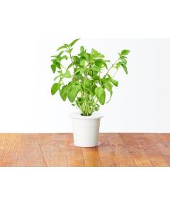 Click & Grow Smart Garden refill Тайский Базилик 3 шт