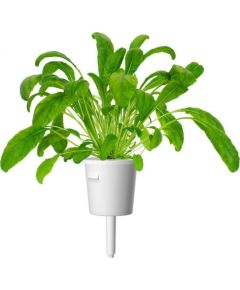 Click & Grow Smart Garden uzpilde Mibuna 3gb.