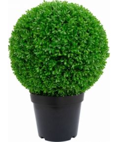 Zaļš augs BOXWOOD, H60cm, melns  s