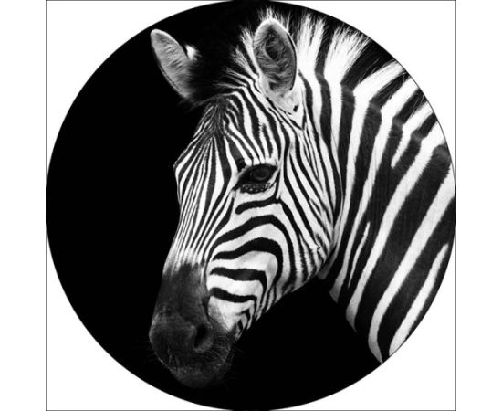 Foto glezna D60cm Zebra 93771