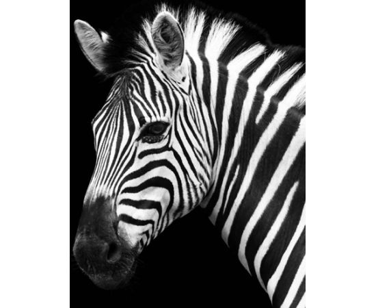 Foto glezna 50x50 Zebra 89170