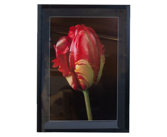 Wall art PICTURE LAND framed 50x70cm, tulip