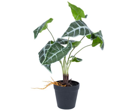 Artificial plant GREENLAND H40cm, Alocasia