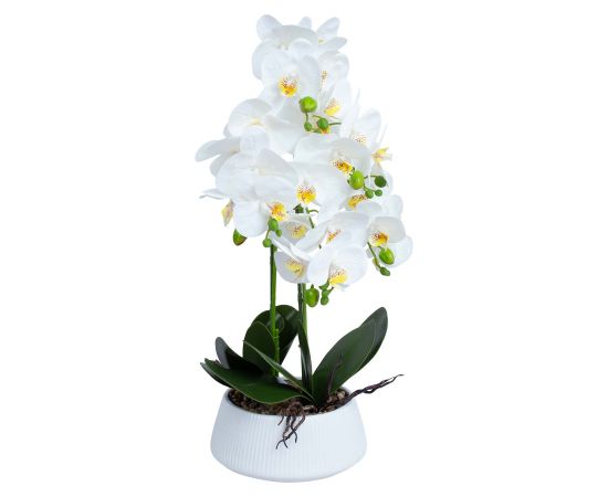 Orchid IN GARDEN H68cm white pot