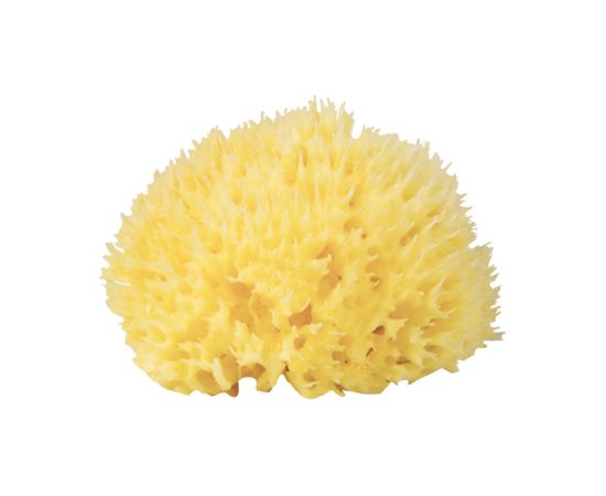 BabÙ® Bab?® sponge natural nr.12