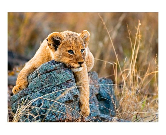 Ravensburger Puzzle 200 pc Lioncub