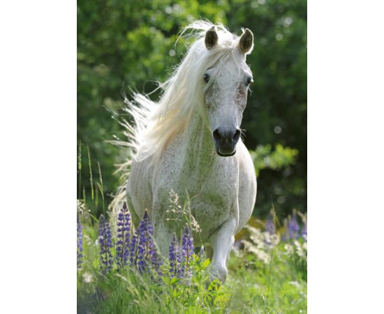 Ravensburger Puzzle 100 pc White Horse