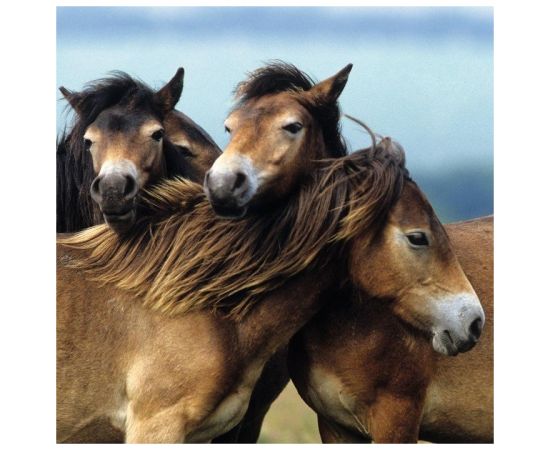 Ravensburger Puzzle 3x49 pc Loving Horses