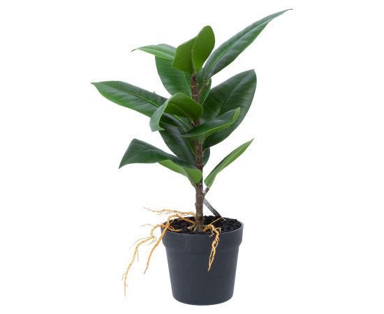 Artificial plant GREENLAND H35cm, Rubber fig