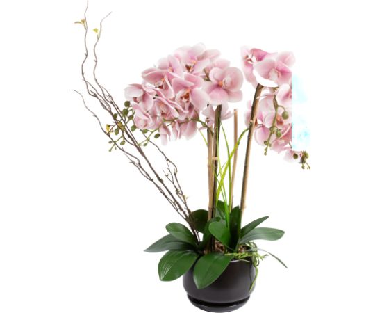 Orchid GARDEN QUEEN H68cm, light pink