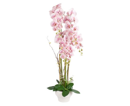 Orchid GARDEN QUEEN H124cm, light pink