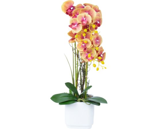 Orchid GARDEN QUEEN H65cm, yellow