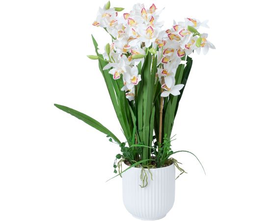 Orchid GARDEN QUEEN H75cm, white