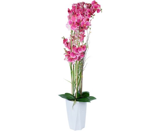 Orchid GARDEN QUEEN H132cm, pink