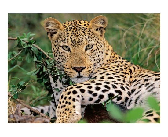 Ravensburger Puzzle 100 pc Exotic animal