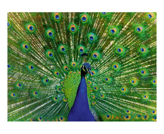 Ravensburger Puzzle 500 pc Peacock